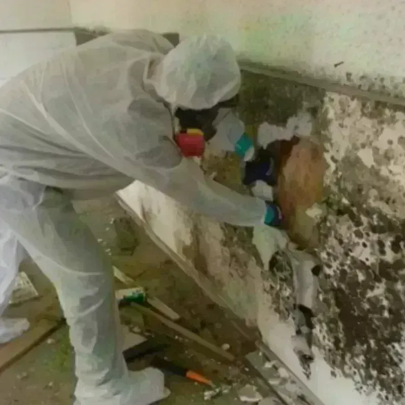 Mold Remediation and Removal in King William, VA